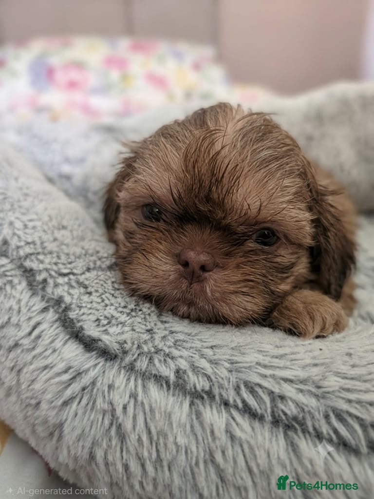 Shih Tzu dogs Imperial Chocolate Shih Tzu puppies - Advert 2