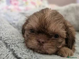 Shih Tzu dogs Imperial Chocolate Shih Tzu puppies - Advert 2