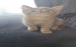 American Shorthair cats for sale: 5 Adorable Tabby/Ginger Kittens Looking For Homes - Image 5