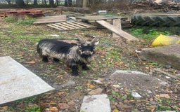Goats livestock for sale: Billy Pigmy Goat - Image 6