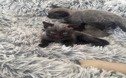 Russian Blue cats for sale: 2 Russian Blue x Siamese Kittens - Image 6