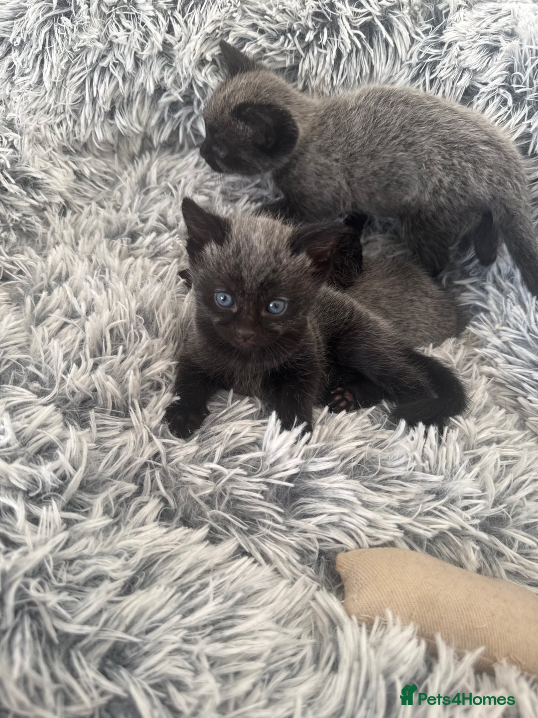 Russian Blue cats for sale: 2 Russian Blue x Siamese Kittens - Image 6