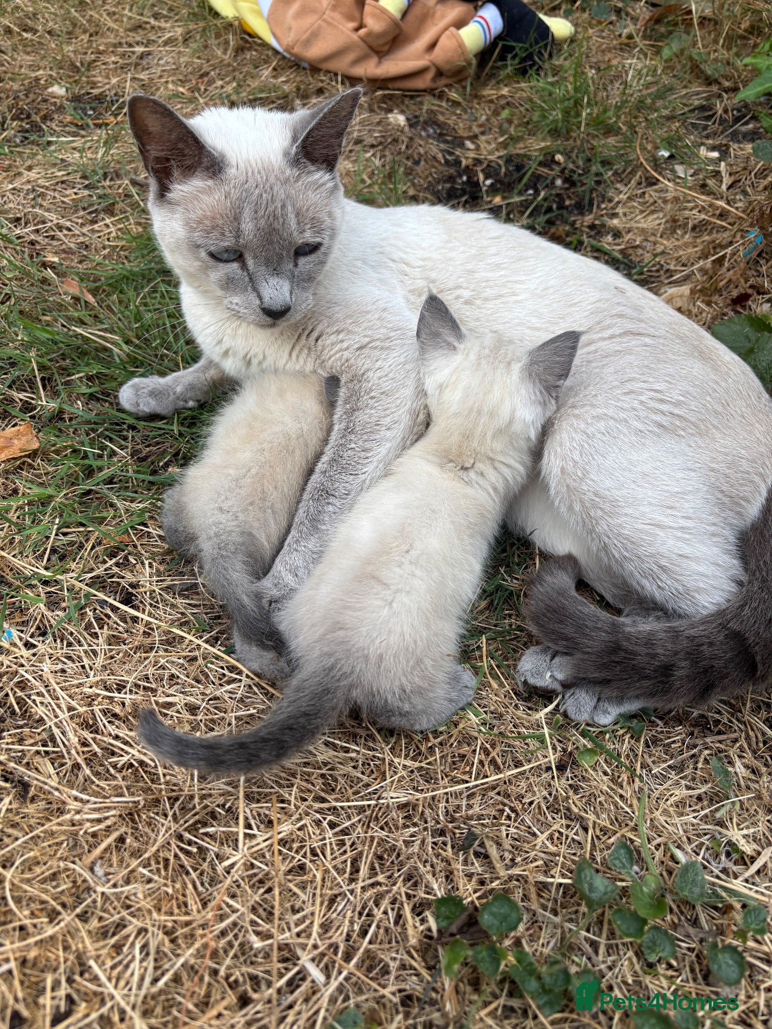 Siamese cats Lilac/ blue point Siamese 1 boy 2 girls  - Advert 2