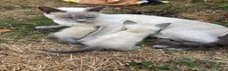 Siamese cats for sale: Lilac/ blue point Siamese 1 boy 2 girls  - Advert 2