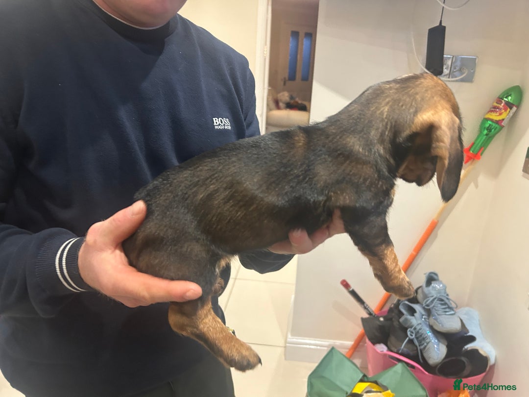 Dachshund dogs for sale: Litter of 3 wired haired daushaund tackles  - Advert 4