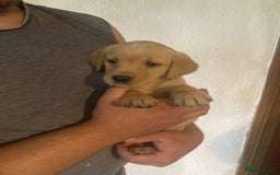 Labrador Retriever dogs for sale: Beautiful Black/yellow/foxred puppies! - Image 10