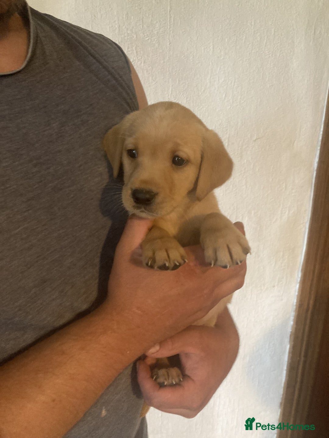 Labrador Retriever dogs for sale: Beautiful Black/yellow/foxred puppies! - Image 10
