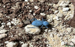 Beetles invertebrates for sale: Blue Death Feigning Beetles - Image 1
