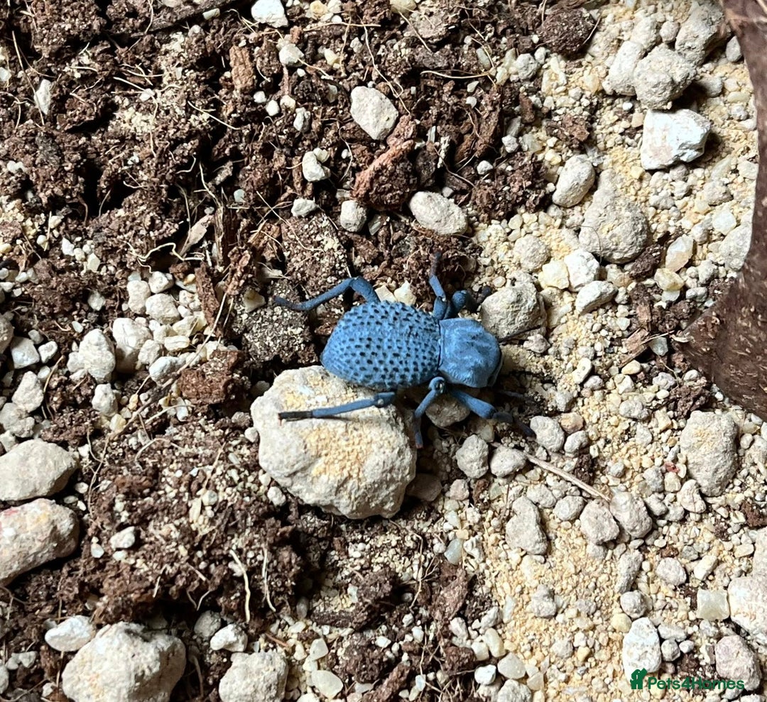 Beetles invertebrates for sale: Blue Death Feigning Beetles - Image 1