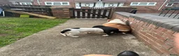 Mixed Breed dogs for sale: Old Tyme Collies looking for their forever home in Durham - Advert 37