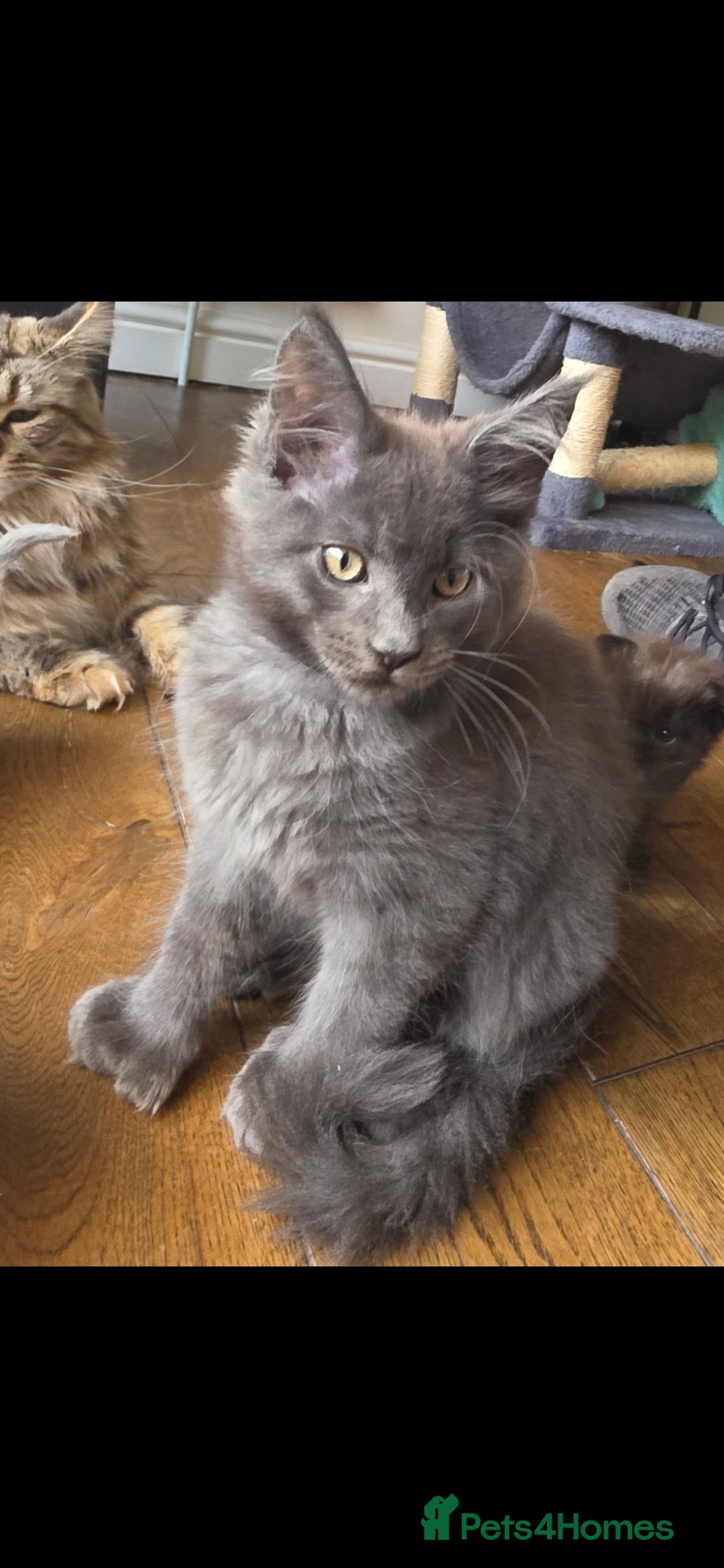 Maine Coon cats Maine coon polydactyl pedigree kittens  - Advert 1