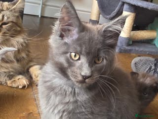 Maine Coon cats Maine coon polydactyl pedigree kittens - Advert 1