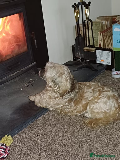 Gallery Image {{count}}