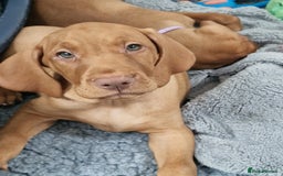 Hungarian Vizsla dogs for sale: All puppies now reserved/rehomed  - Image 12