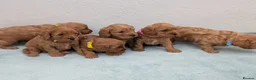 Cavapoo dogs for sale: Gorgeous F1bb cavapoo puppies in Keswick - Advert 8