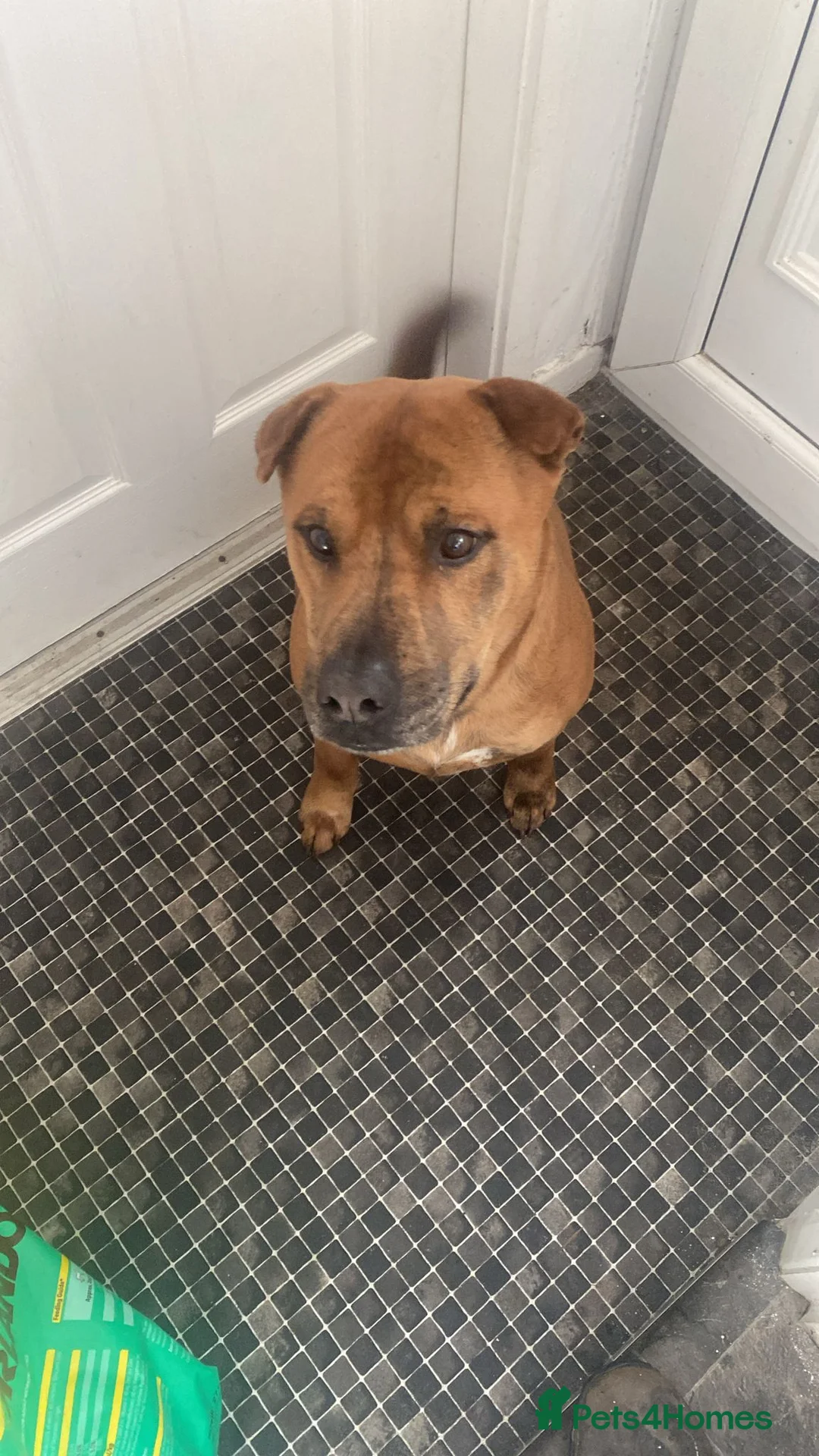 Mixed Breed dogs for sale: Beautiful mixed breed puppies for sale in Durham - Advert 14