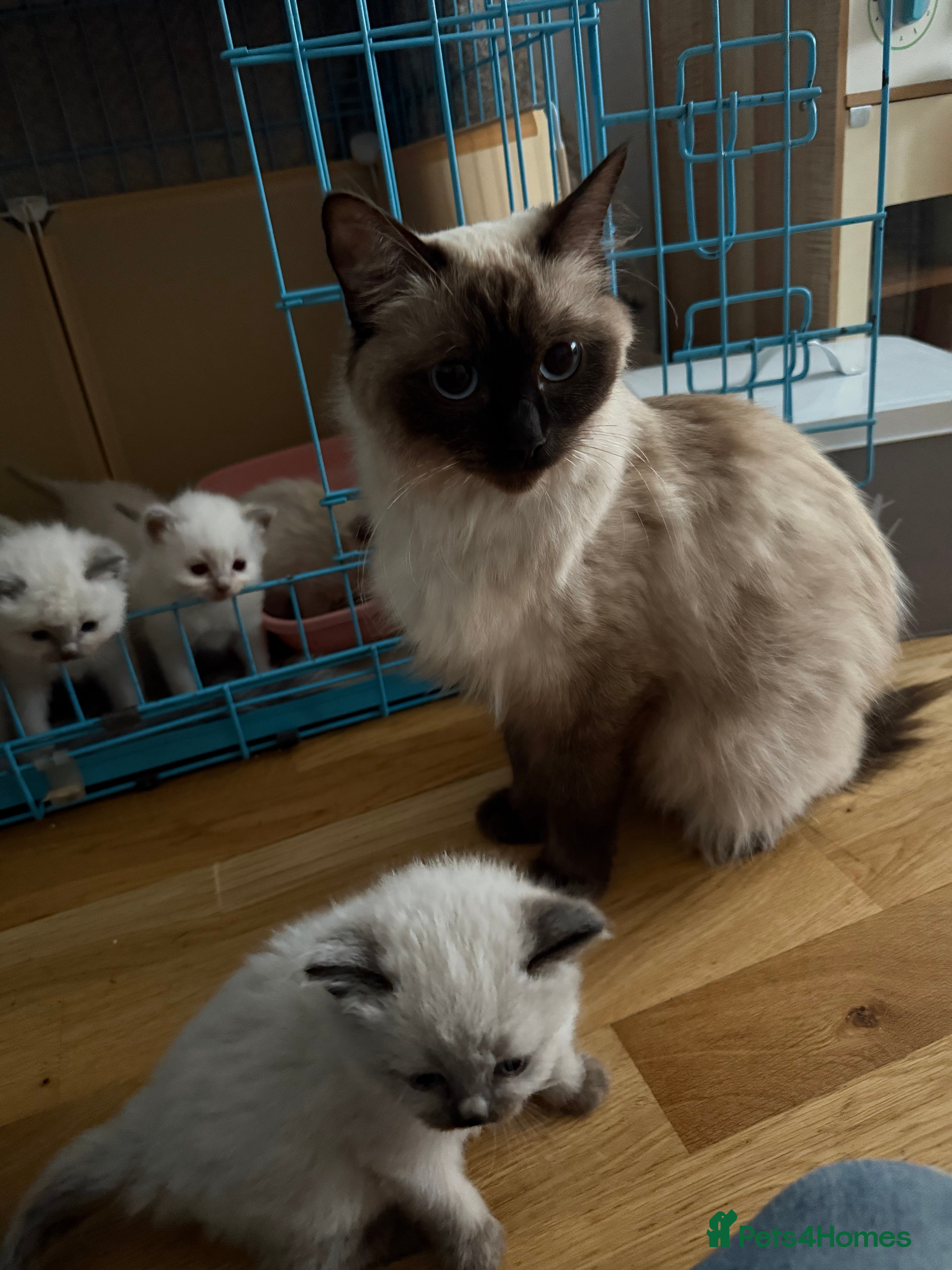 Ragdoll cats Ragdoll kitten - Advert 13