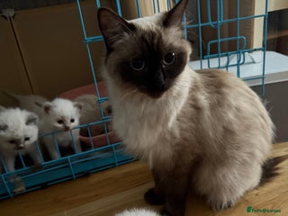 Ragdoll cats Ragdoll kitten - Advert 13