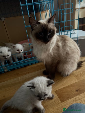 Ragdoll cats Ragdoll kitten - Advert 1