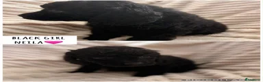 Cockapoo 7