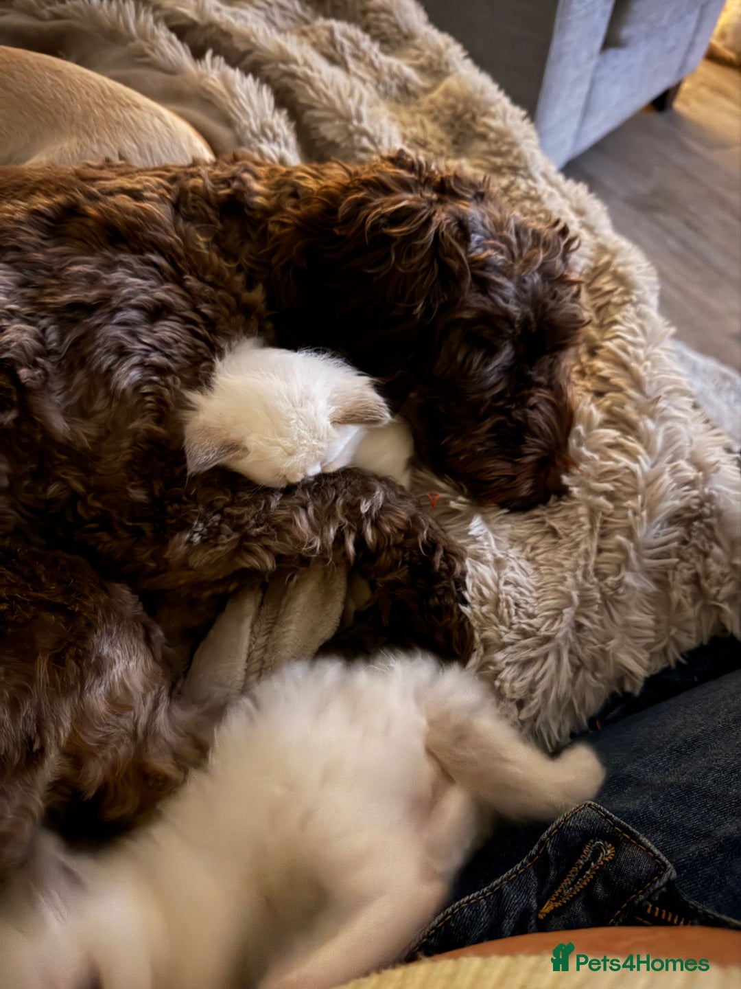 Ragdoll cats for sale: Absolutely Stunning litter of pure Ragdoll kittens - Advert 26