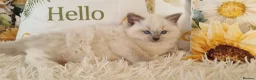 Ragdoll cats for sale: 💕BEAUTIFUL TICA REGISTERED RAGDOLLS KITTENS 💕 - Advert 14