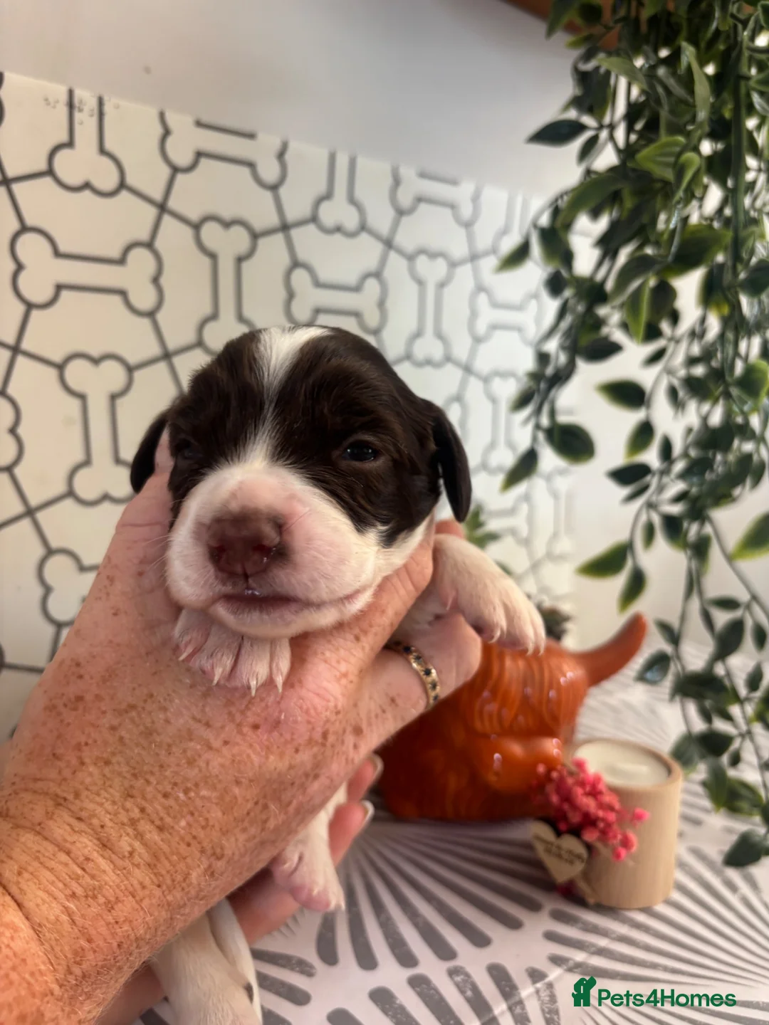 Sprocker dogs for sale: Beautiful litter of spaniel puppies  - Advert 2