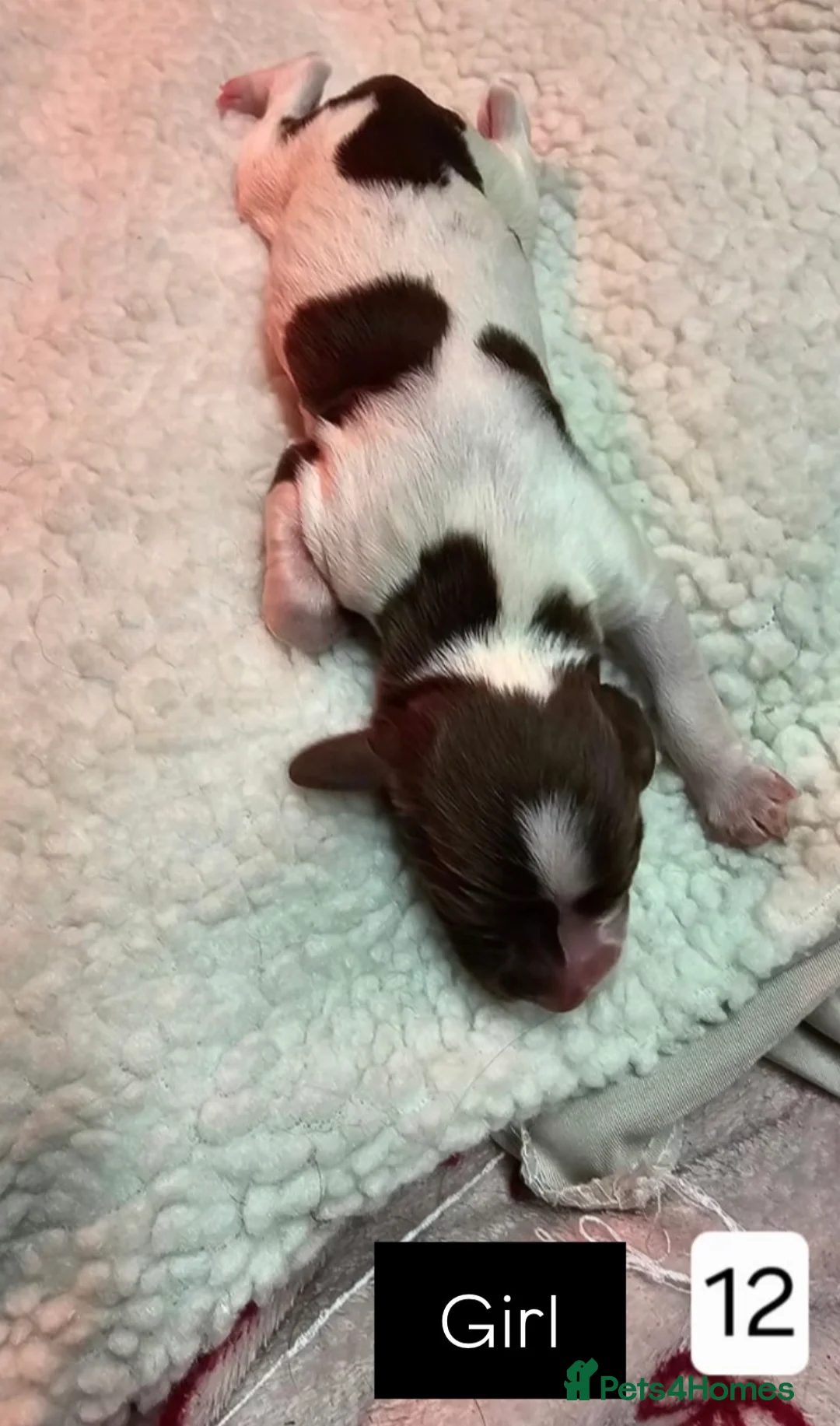 English Springer Spaniel dogs for sale: Springer spaniel puppies  - Advert 14
