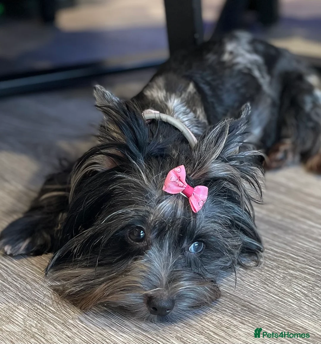 Yorkshire Terrier dogs for sale: pedigree yorkshire terrier ‼️‼️ - Advert 21