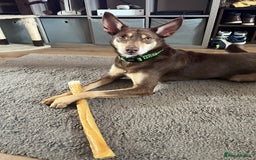 Australian Kelpie dogs for sale: Kelpie looking for new home - Image 2