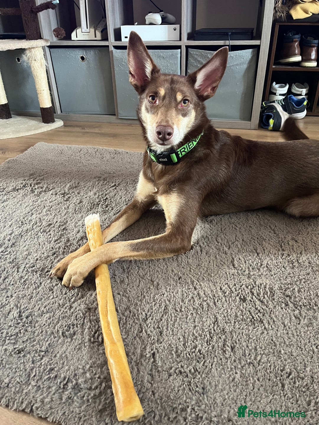 Australian Kelpie dogs for sale: Kelpie looking for new home - Image 2