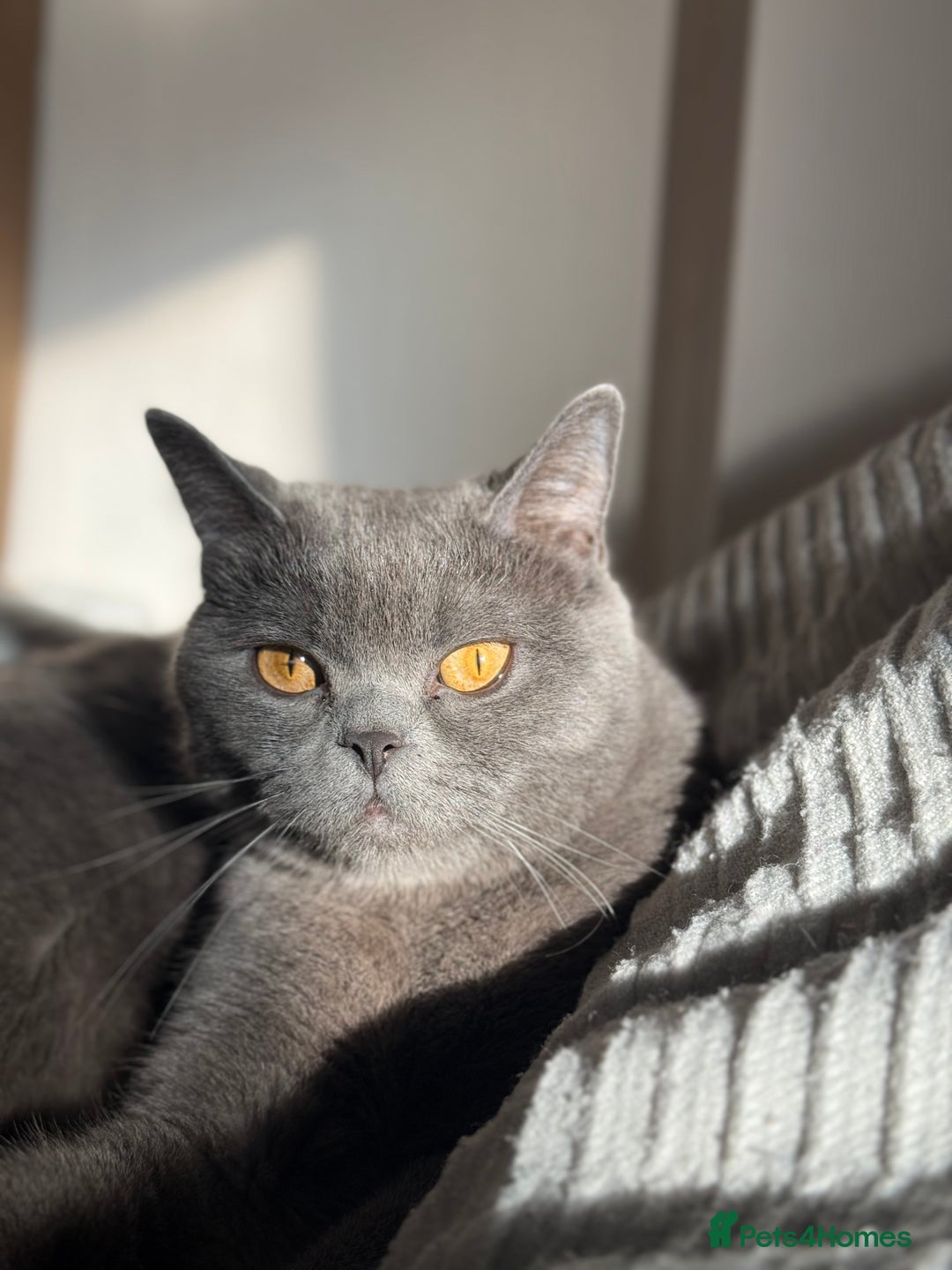 Mixed Breed cats for sale: Adorable fluffy kittens ready for loving home - Advert 1