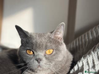 Mixed Breed cats Adorable fluffy kittens ready for loving home - Advert 1