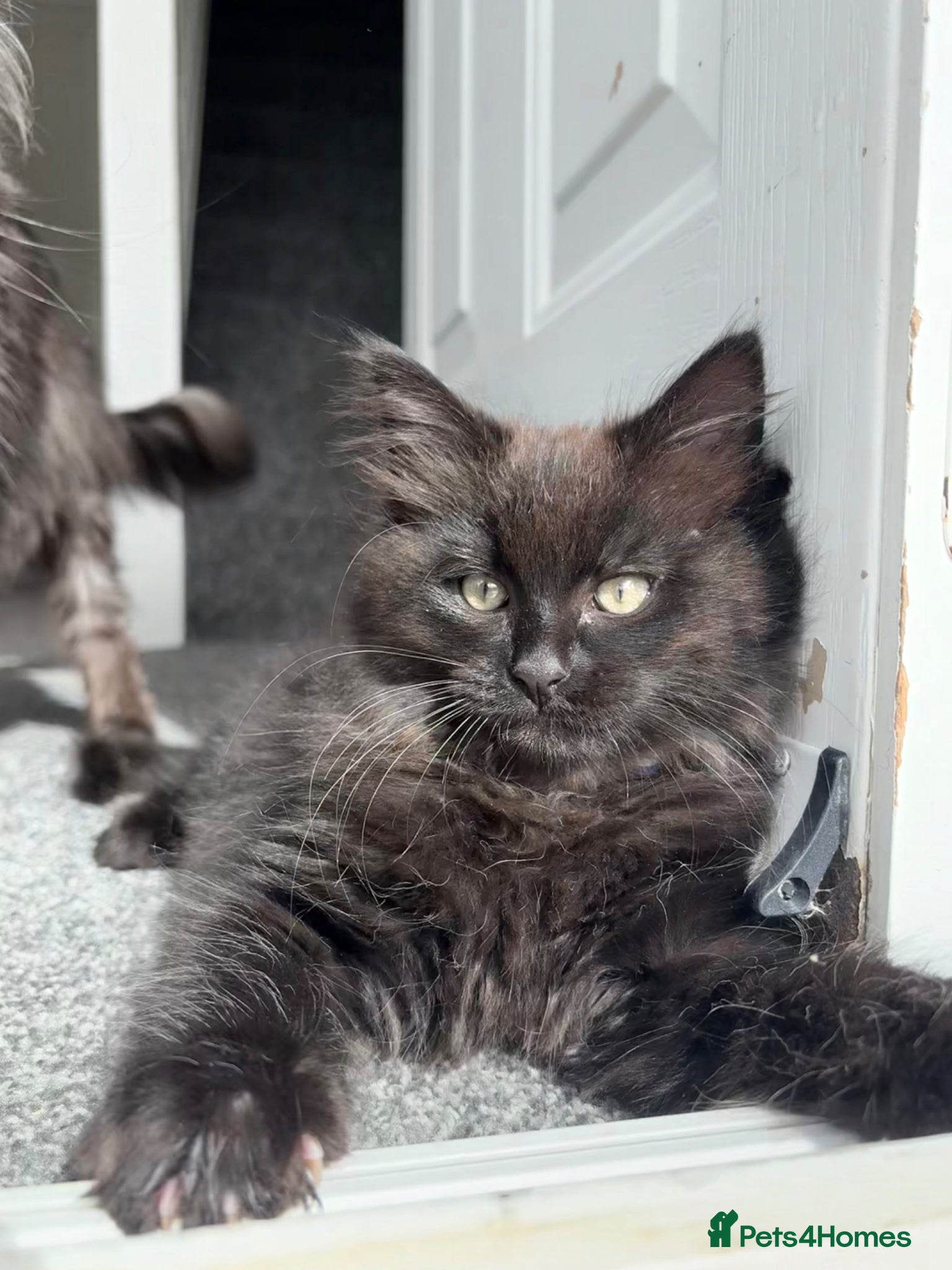 Mixed Breed cats Stunning Maine Coon x Ragdoll Kittens  - Advert 1