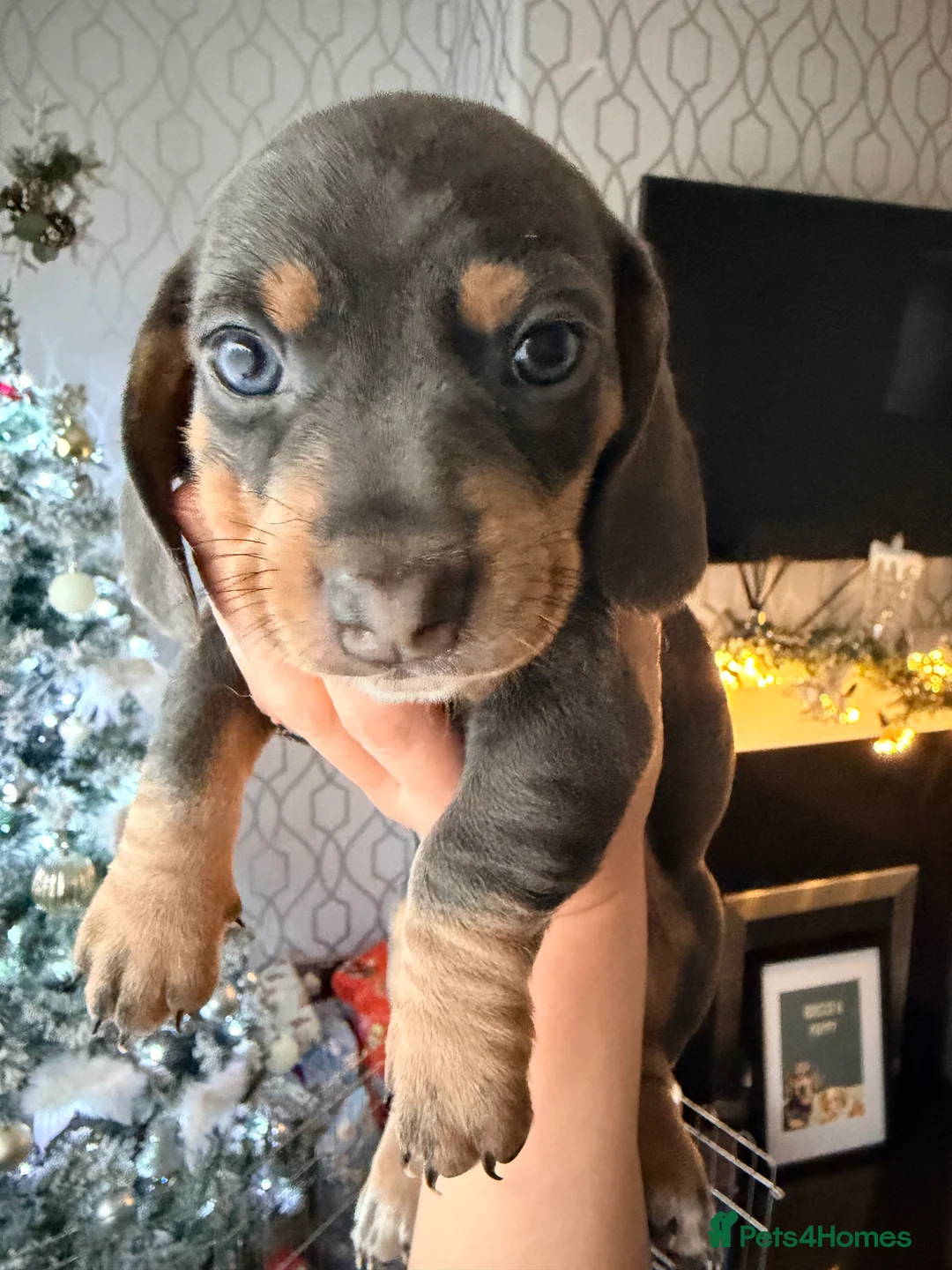 Dachshund dogs for sale:  Family dogs first puppies - stunning Dachshunds  - Advert 10