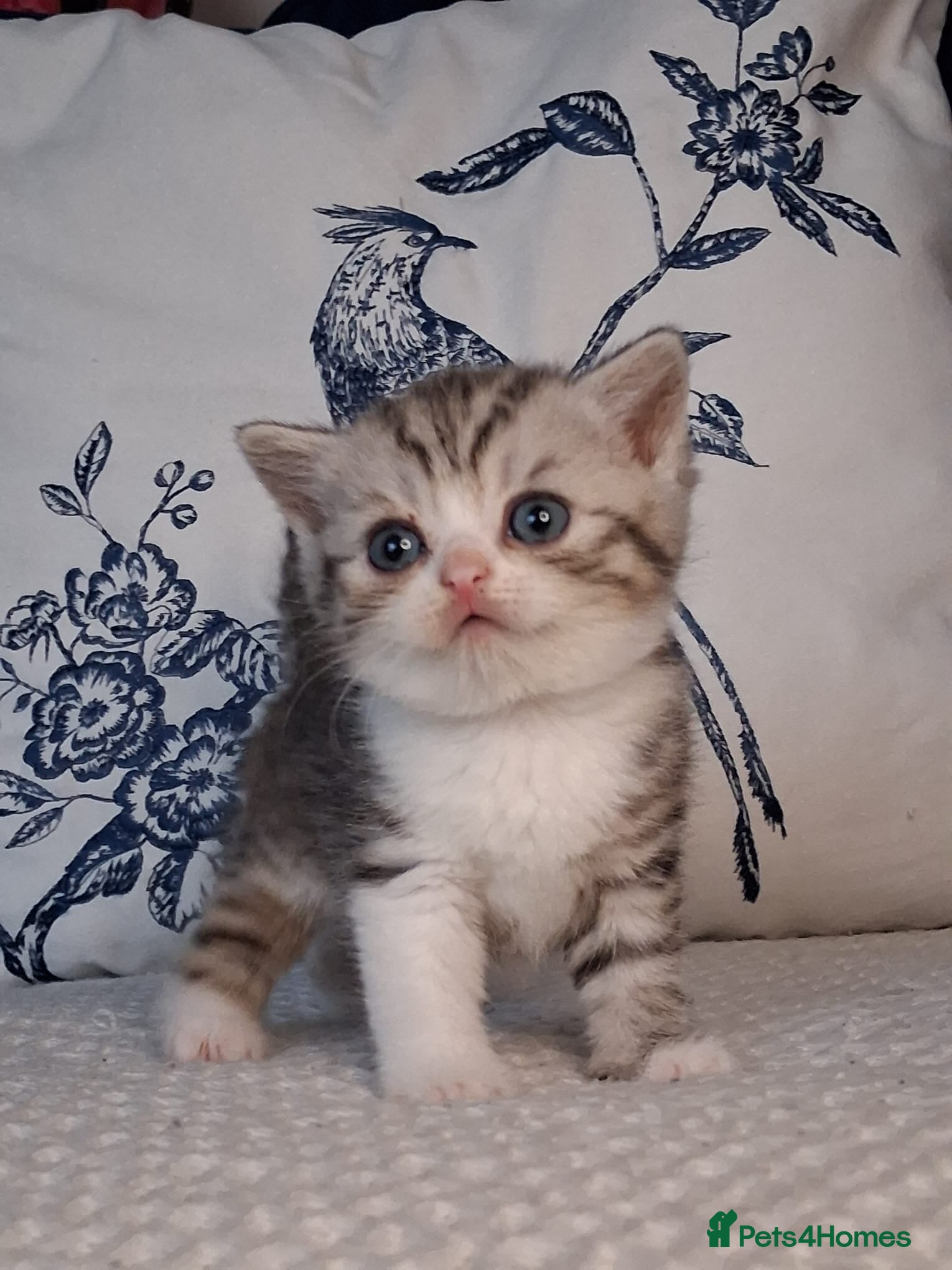 British Shorthair cats Beautiful British short hair kittens - Advert 5