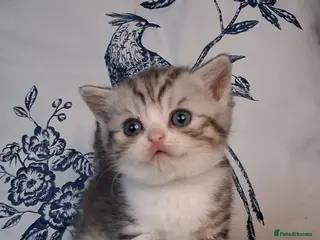 British Shorthair cats Beautiful British short hair kittens - Advert 5