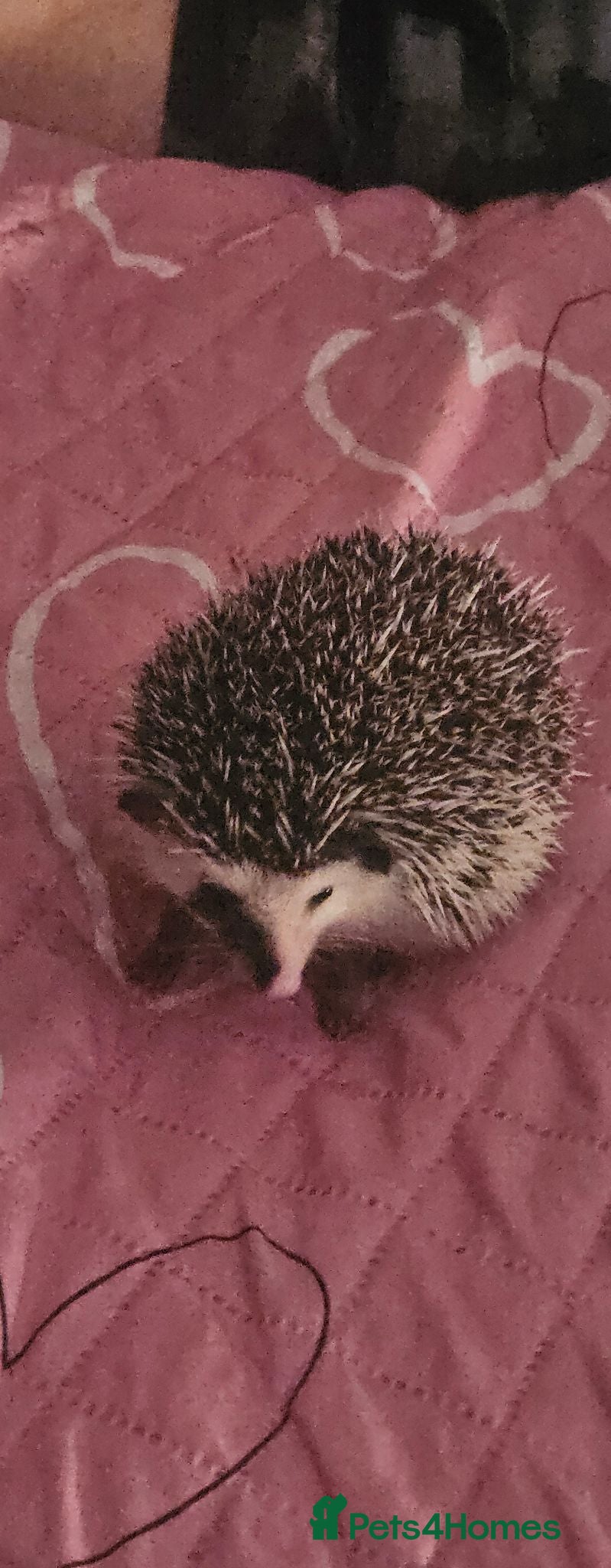 Pygmy Hedgehog rodents Pygmy hedgehog  - Advert 10