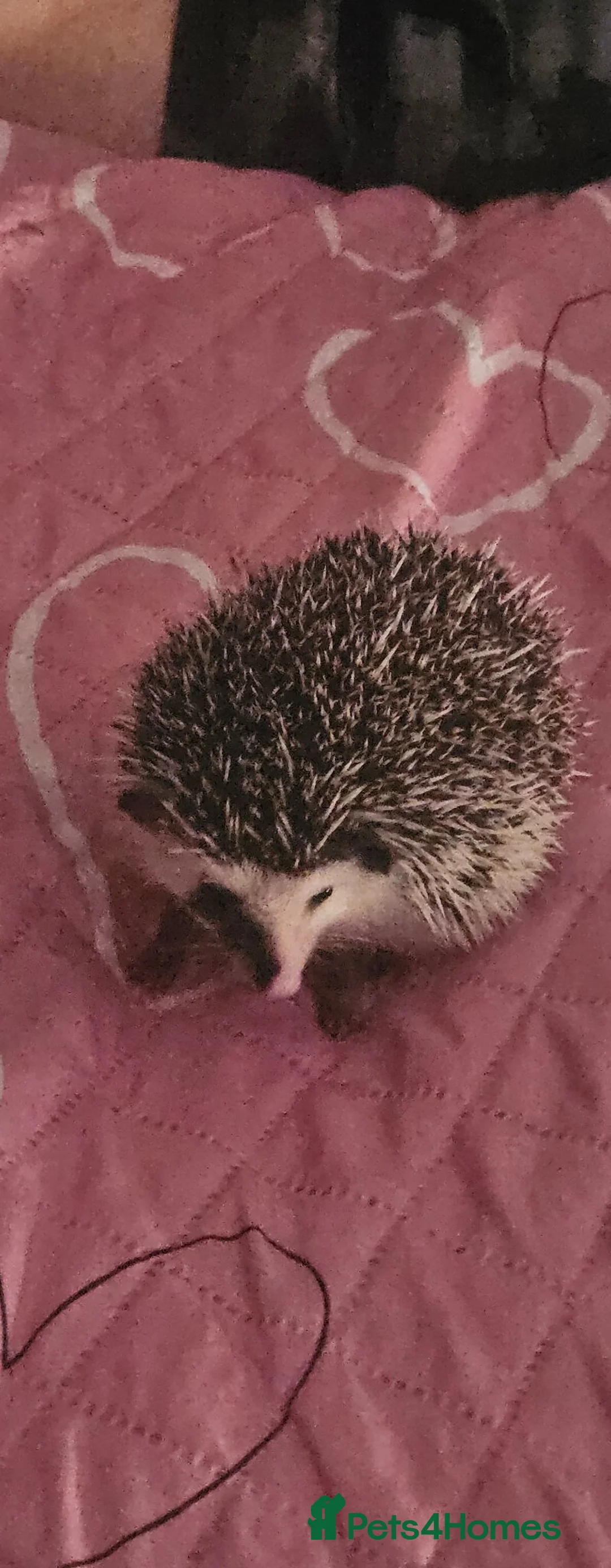 Pygmy Hedgehog rodents for sale: Pygmy hedgehog  - Advert 1