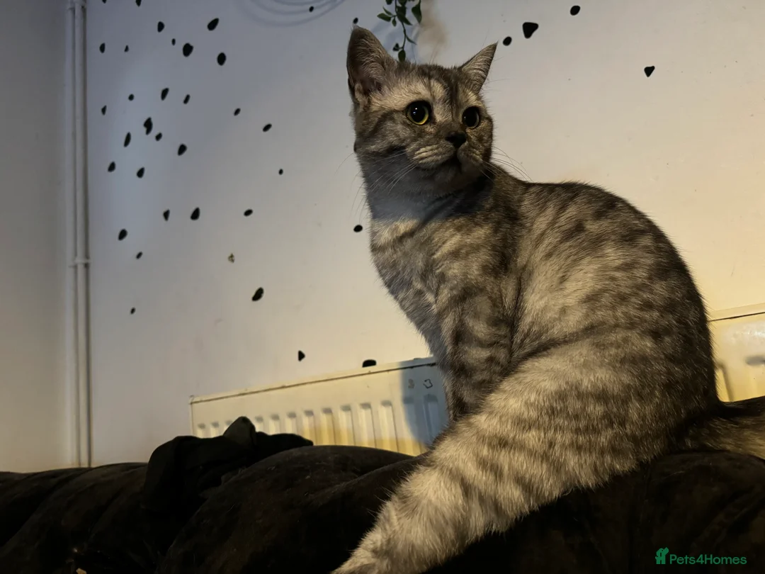 Scottish Fold cats for sale: Meet Thor - Beautiful Scottish Fold Boy - Advert 3