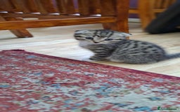 Scottish Fold cats for sale: Beautiful kittens ready for forever loving homes  - Image 9