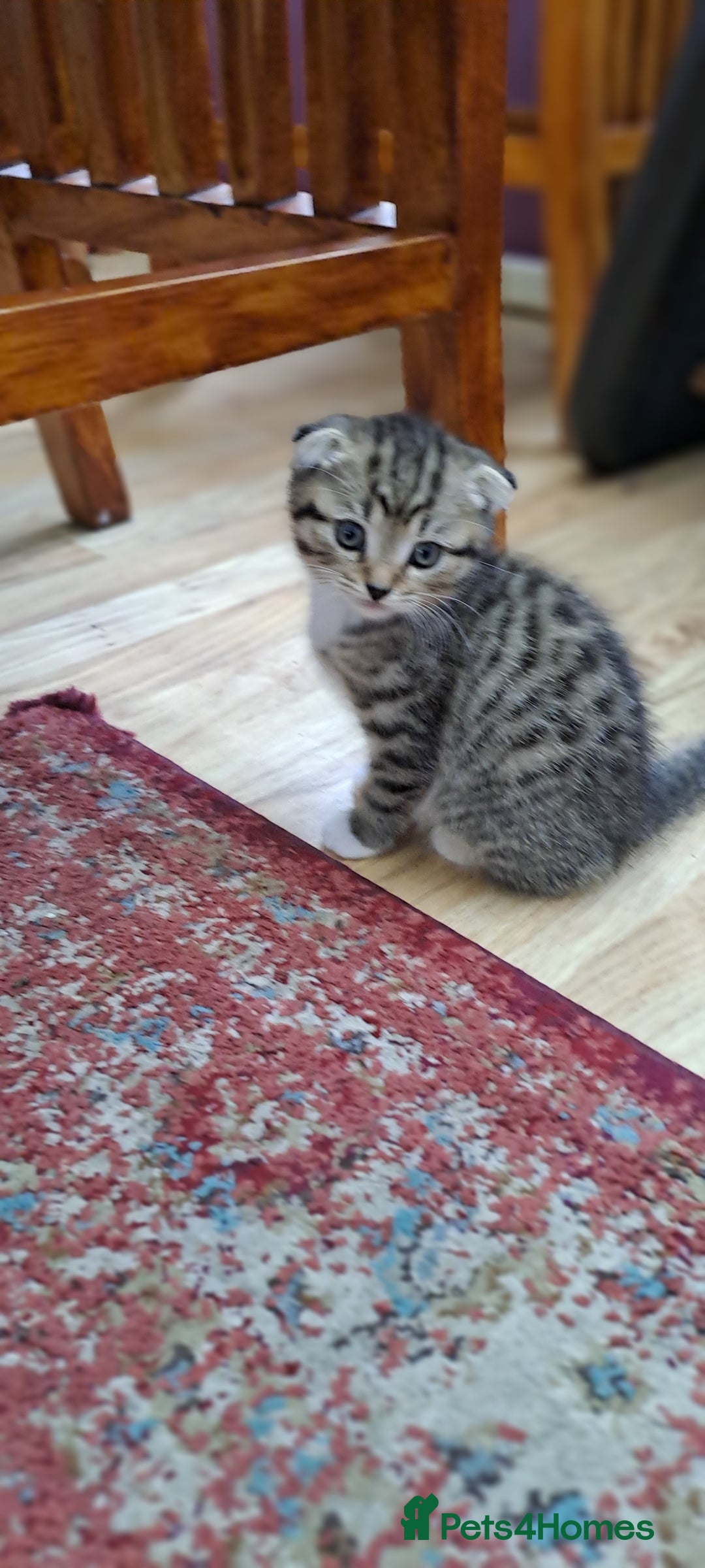 Scottish Fold cats for sale: Beautiful kittens ready for forever loving homes  - Image 9