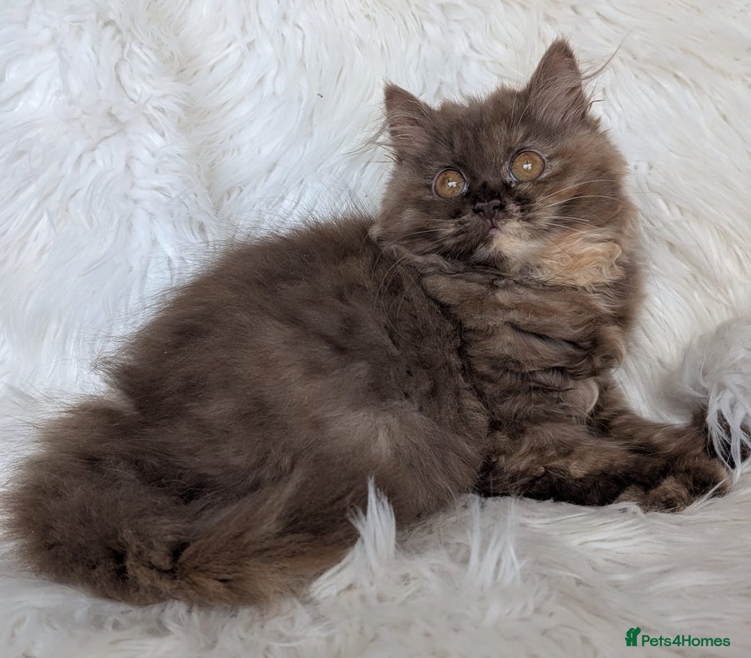 British Shorthair cats for sale: British shorthair kittens - Image 1