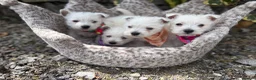 West Highland Terrier dogs for sale: Gorgeous Westie female puppies - Advert 5