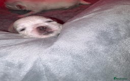 Maltese dogs for sale: Maltese For Sale  - Advert 3