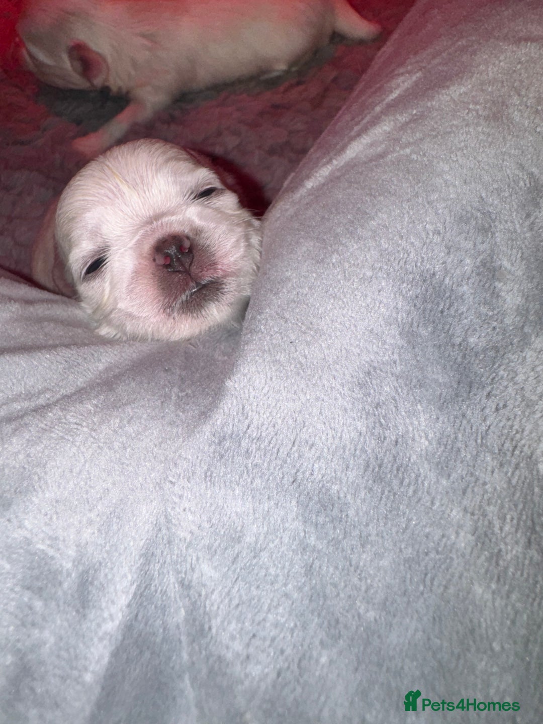 Maltese dogs for sale: Maltese For Sale  - Advert 3