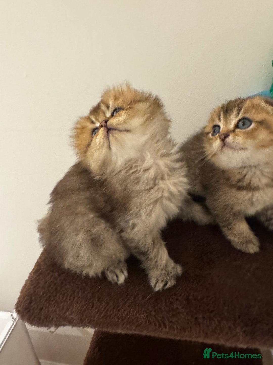 Scottish Fold cats for sale: Purebred Chinchilla Scottish Fold Kittens  🐾 - Advert 9