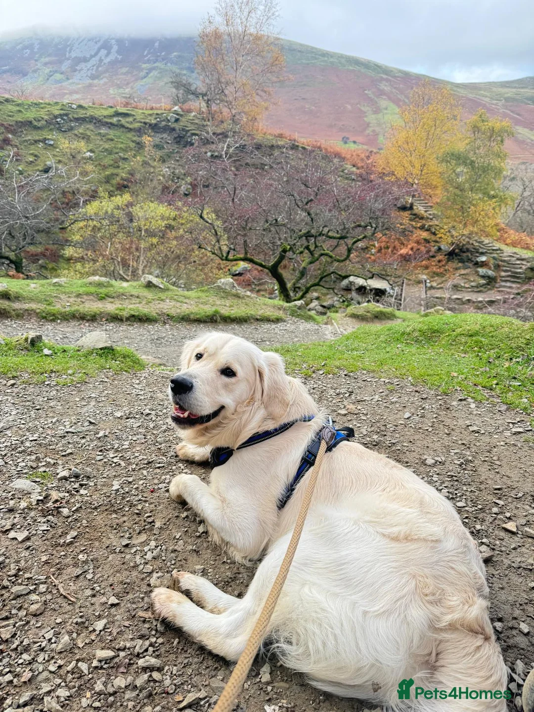 Golden Retriever dogs for stud: KC Registered Golden Retriever Available for Stud - Advert 2