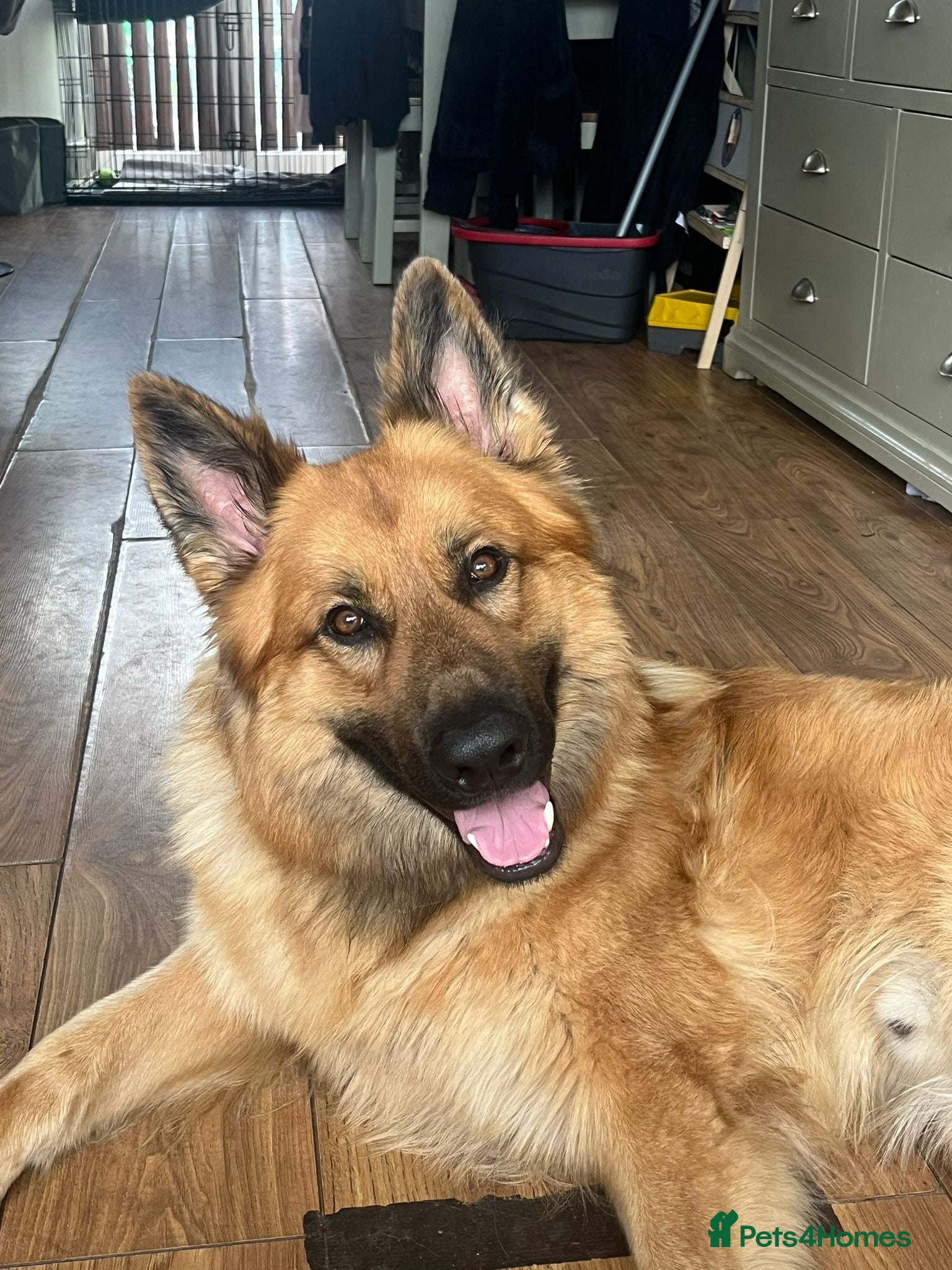 German Shepherd dogs German Shepard ready for stud - Advert 2