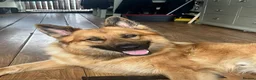German Shepherd dogs for stud: German Shepard ready for stud in Rowley Regis - Advert 1